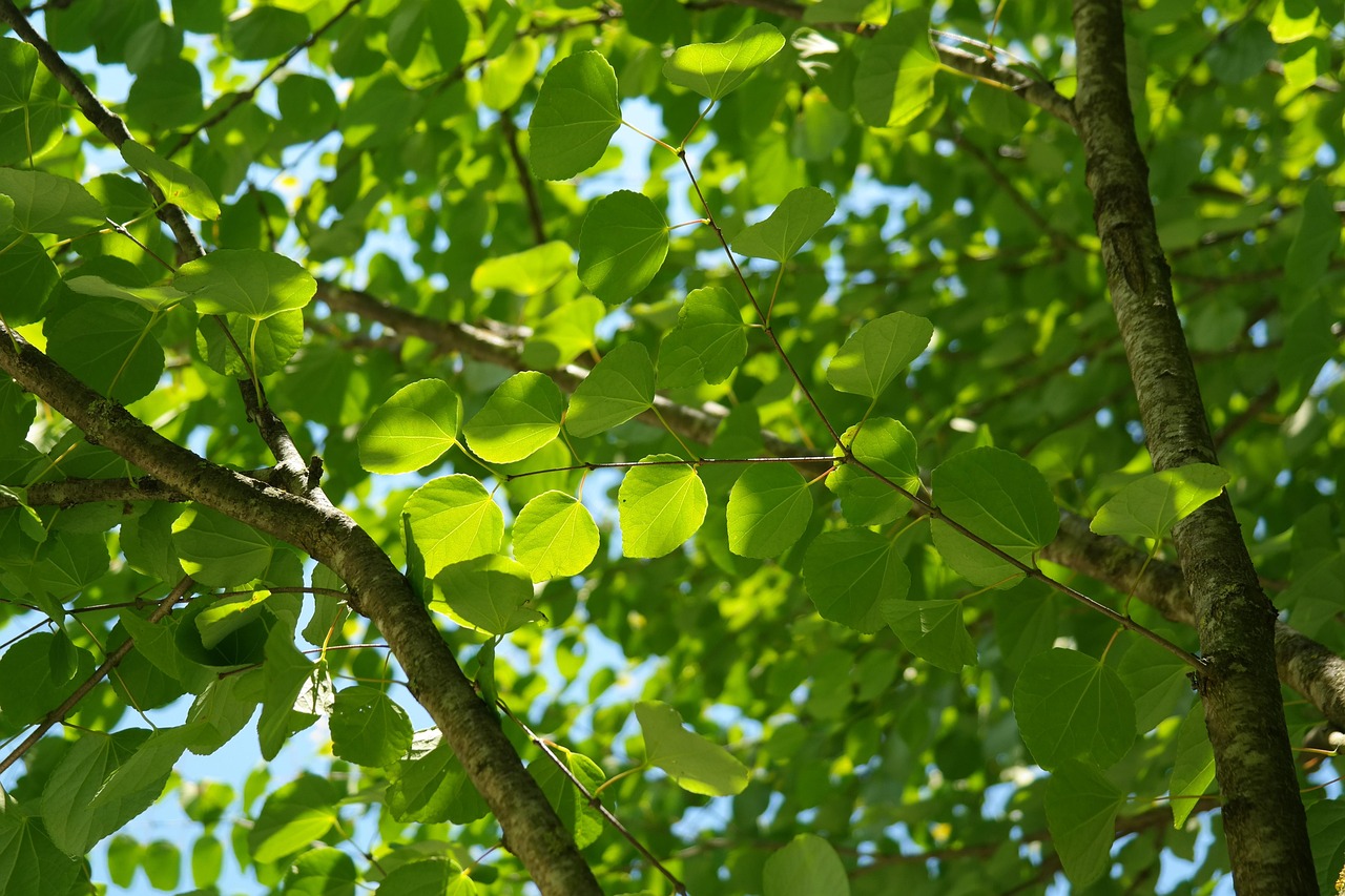 Katsura obecná