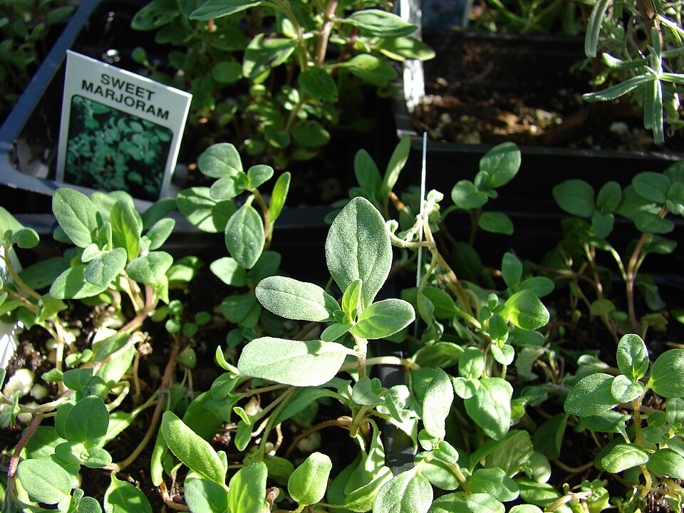 Oregano (dobromysl obecná)