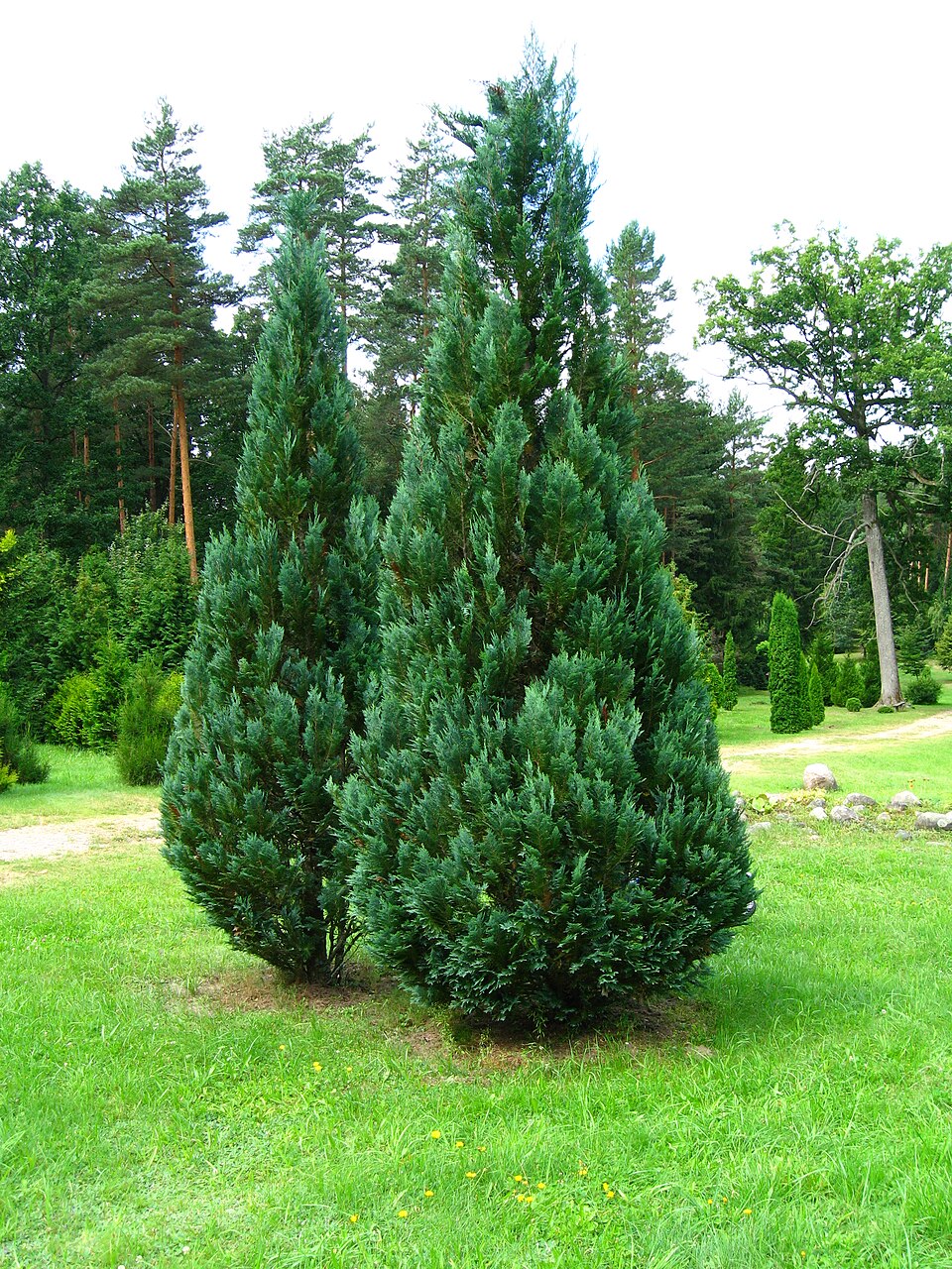 Cypřišek Lawsonův Columnaris