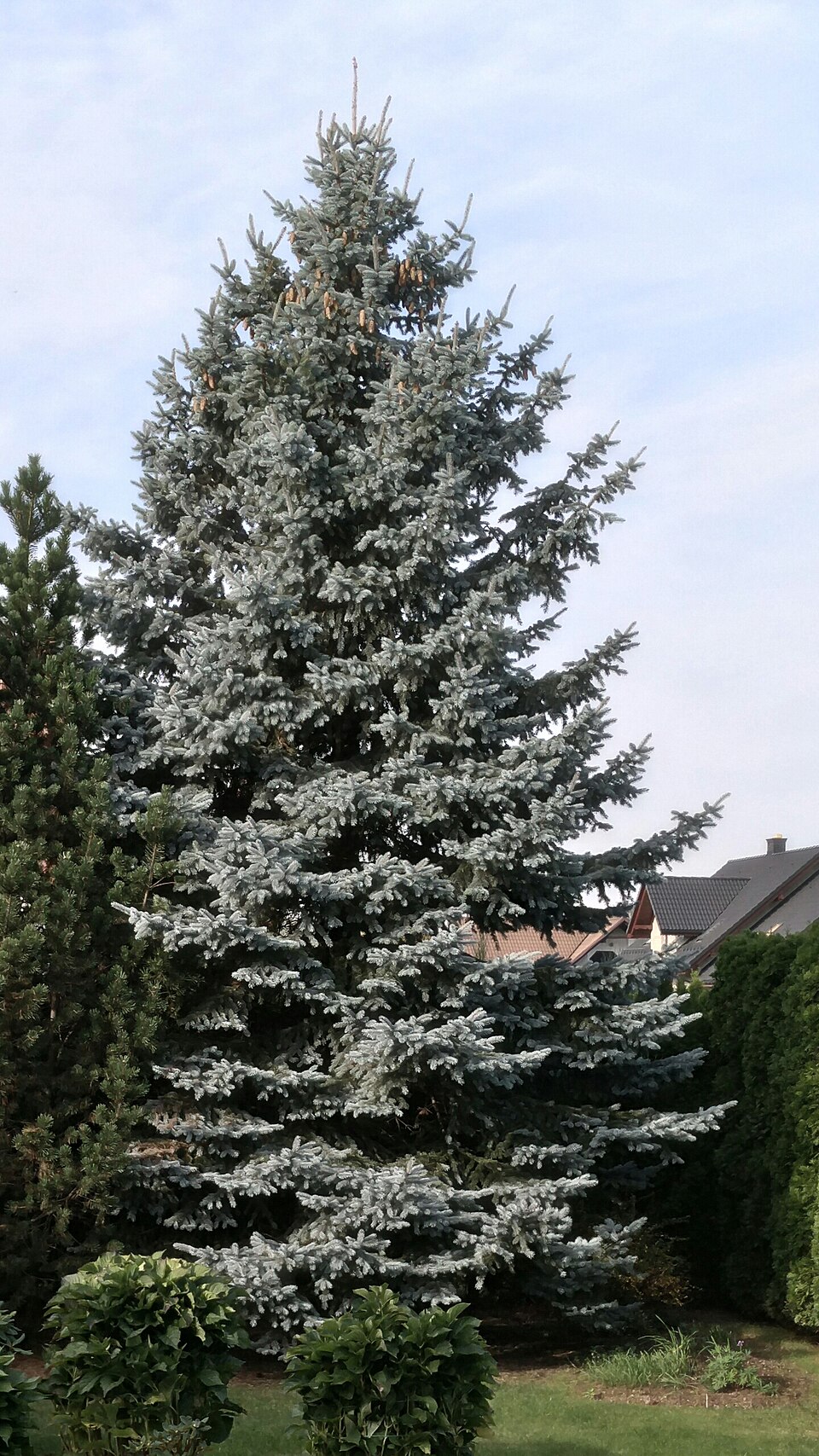 Smrk pichlavý Glauca Globosa