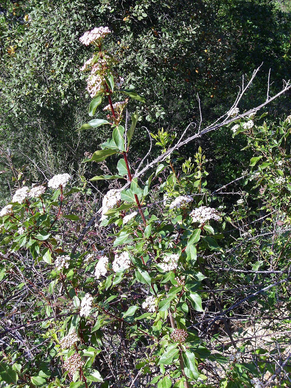 Kalina laurustinus