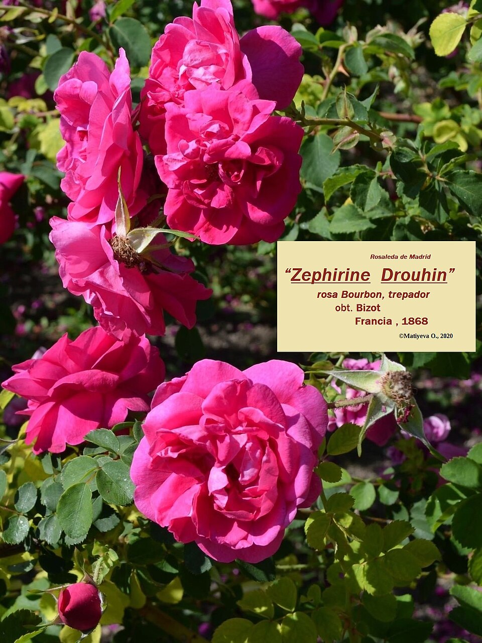 Růže Zéphirine Drouhin
