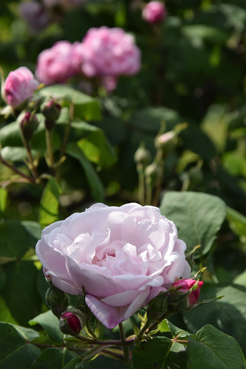 Růže Fantin Latour