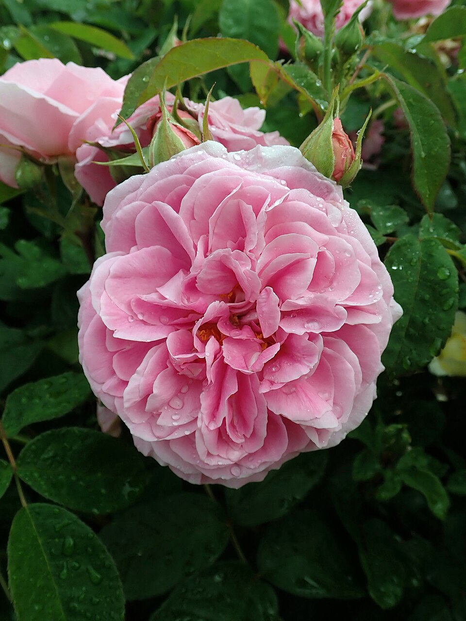 Růže Gertrude Jekyll