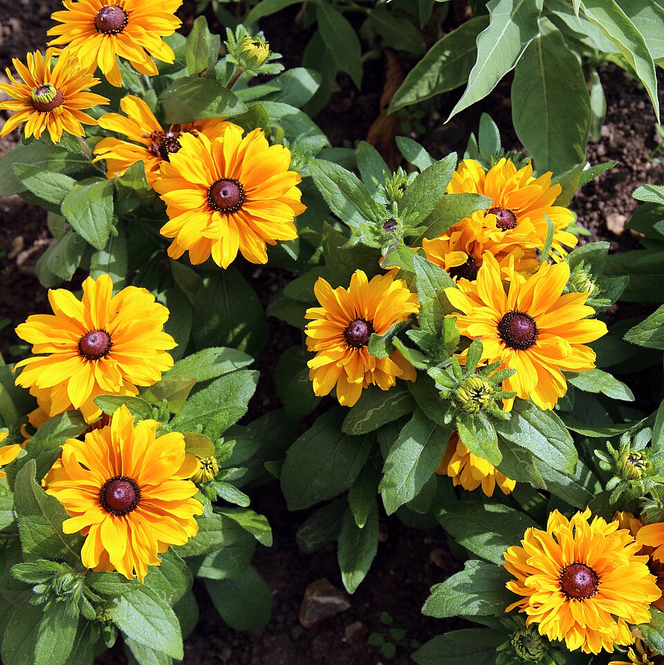 Rudbekie srstnatá