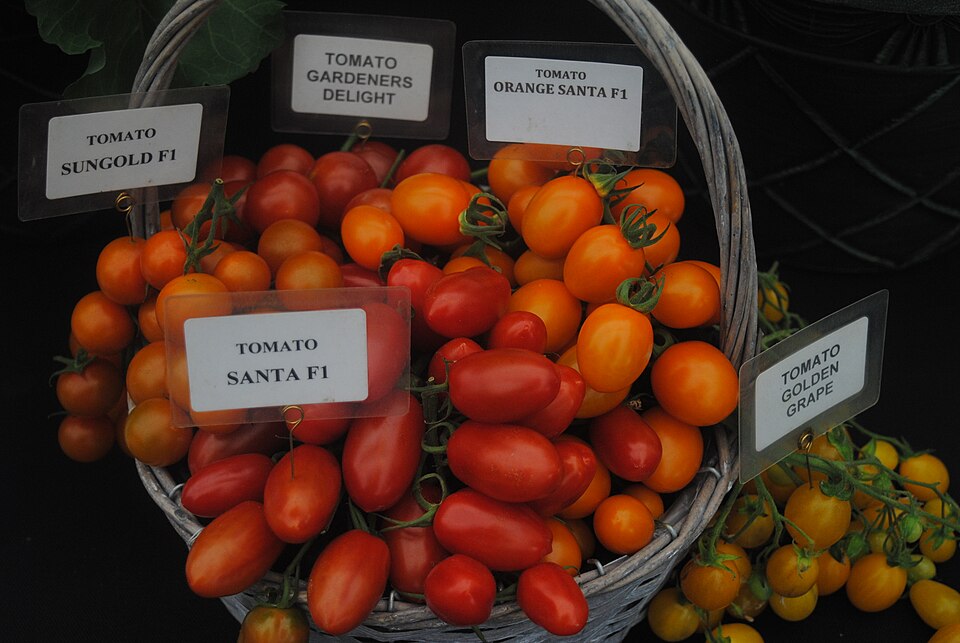 Rajče Sungold