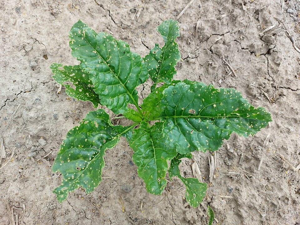 Řepa Chioggia