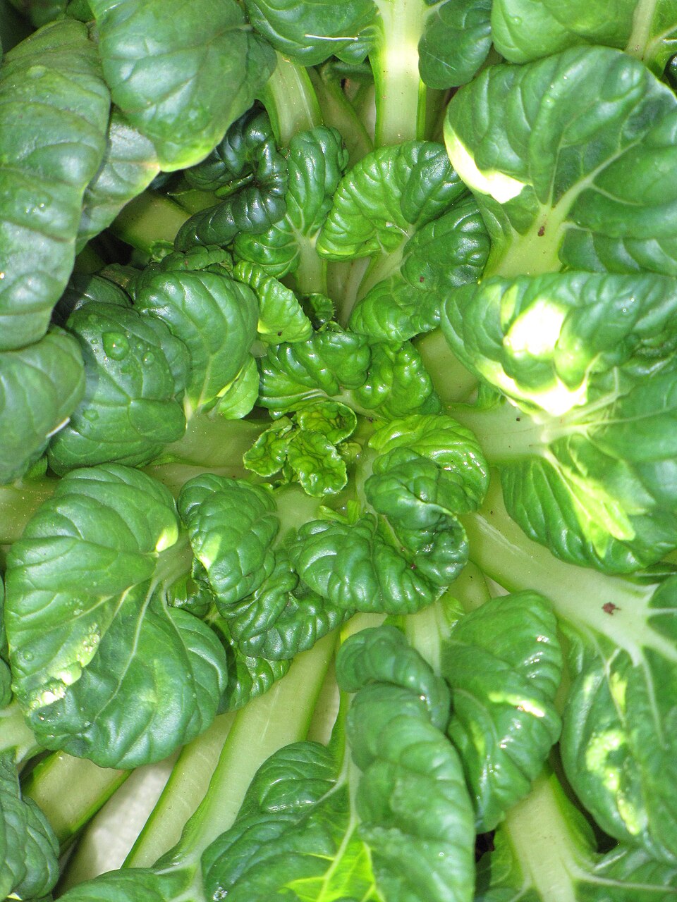 Tatsoi