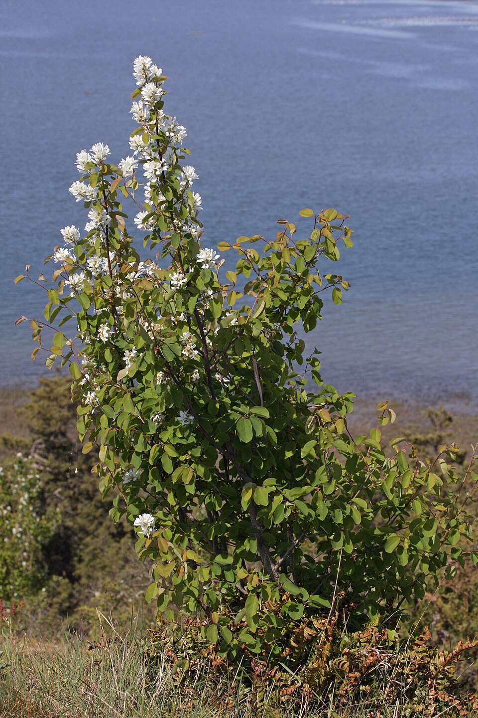 Muchovník olšolistý (Saskatoon)