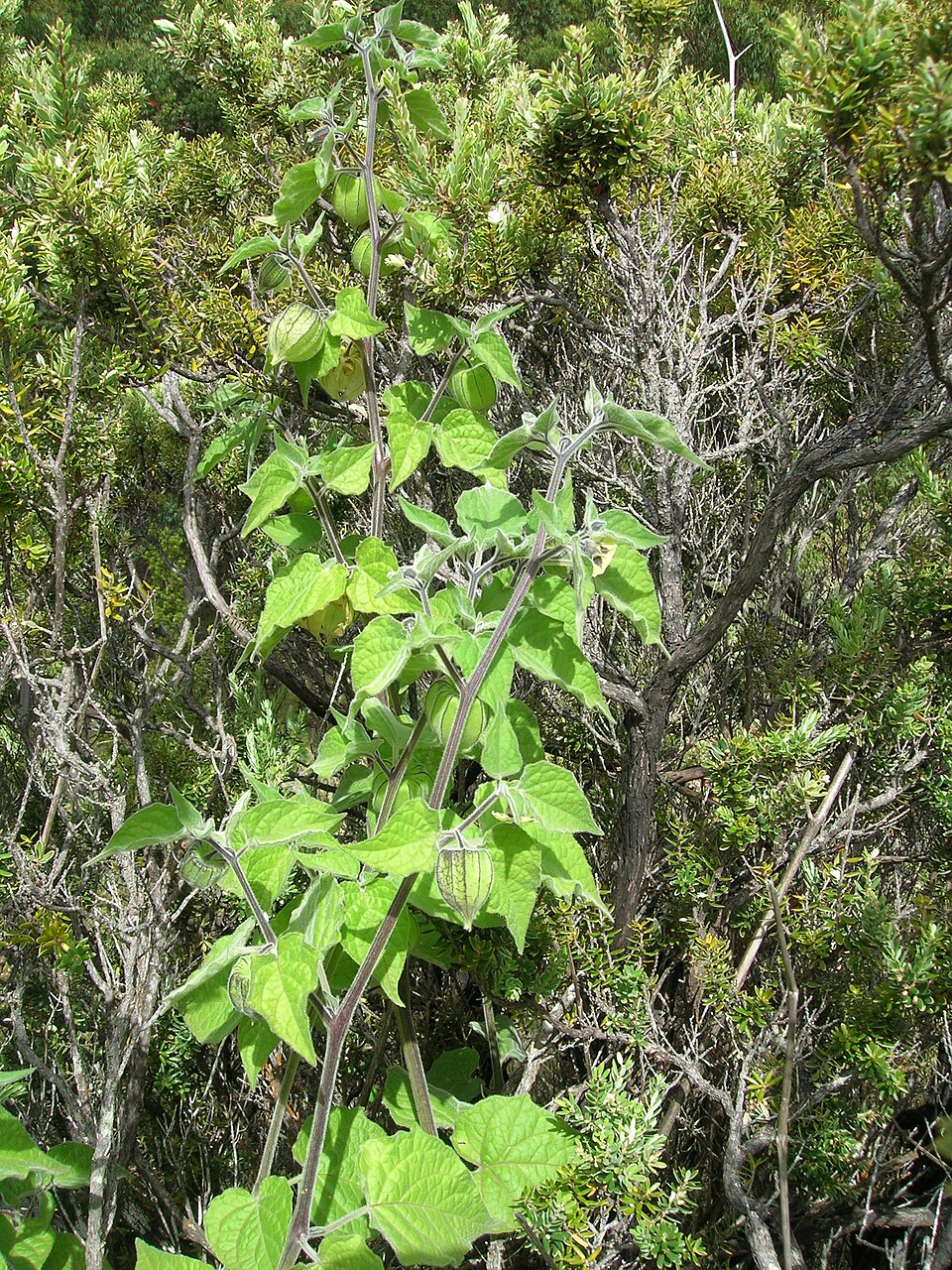 Physalis peruánský