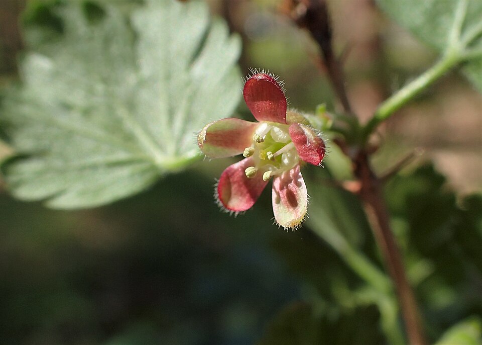 Angrešt Hinnonmaki Red