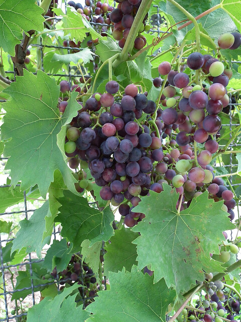 Vinná réva stolní Muscat