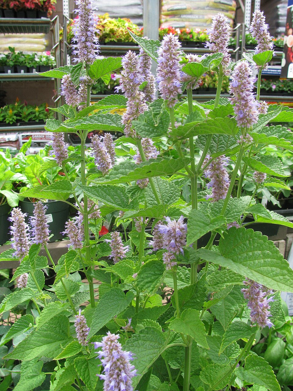 Yzop anýzový (agastache)