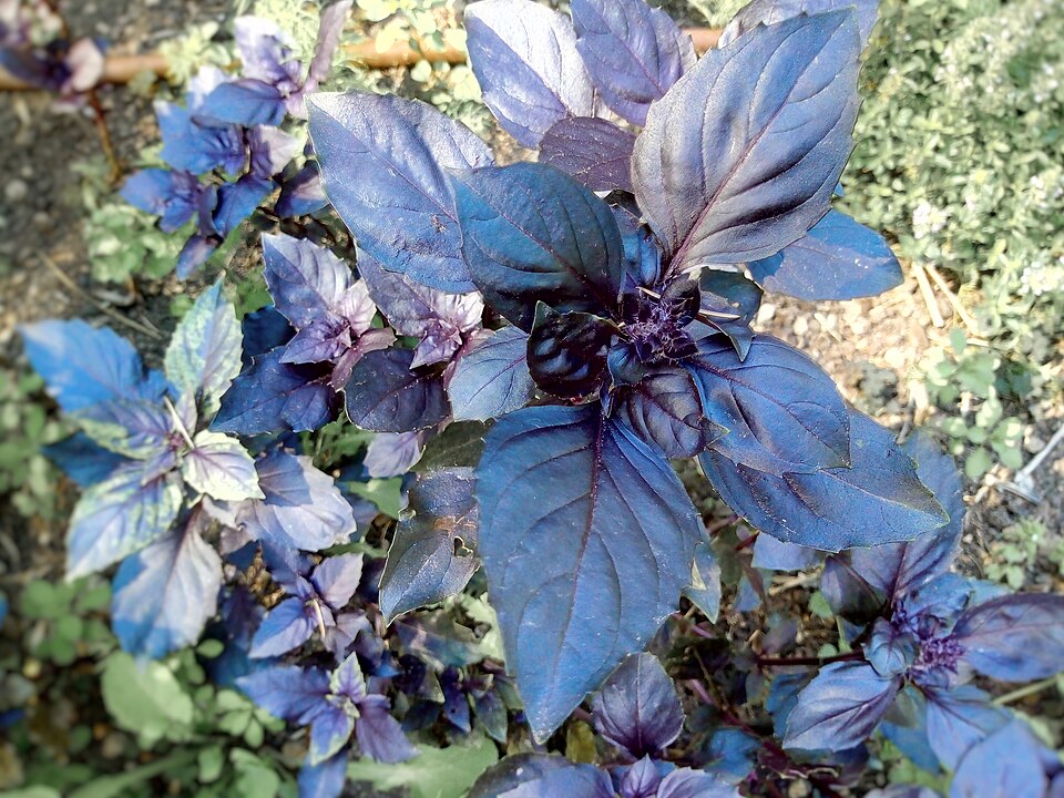 Bazalka opál (červená)