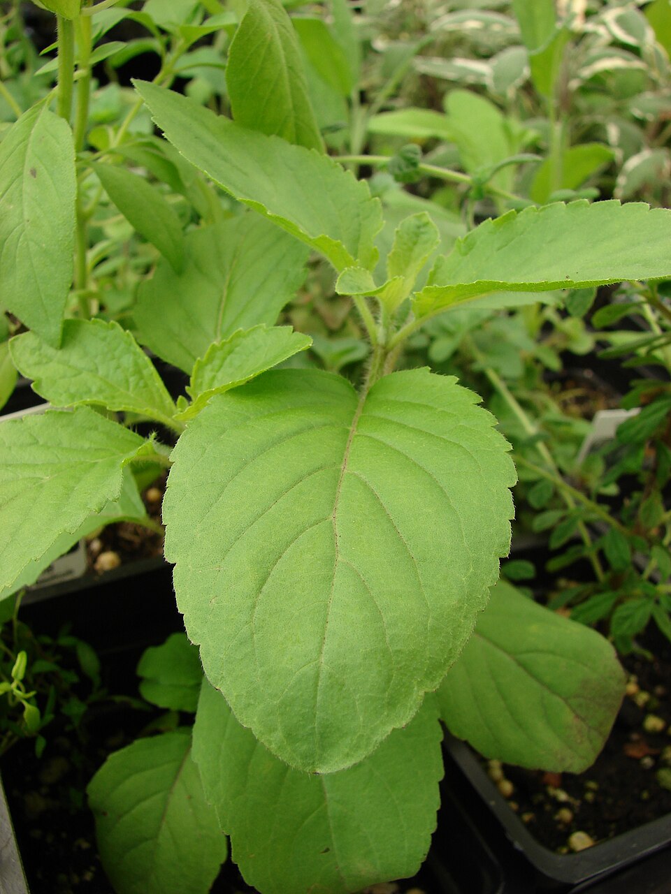 Bazalka posvátná (tulsi)