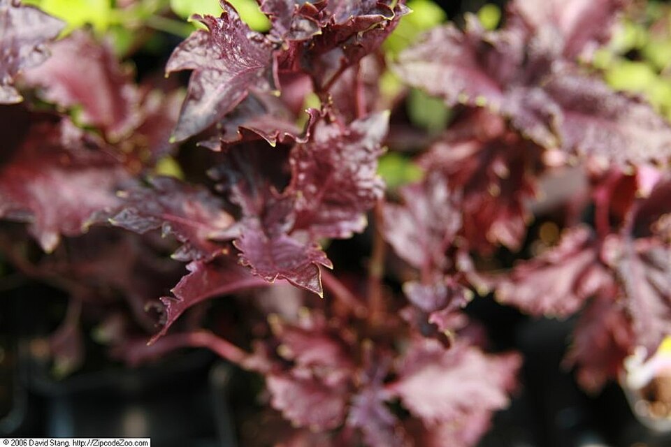 Bazalka kadeřavá Purple Ruffles