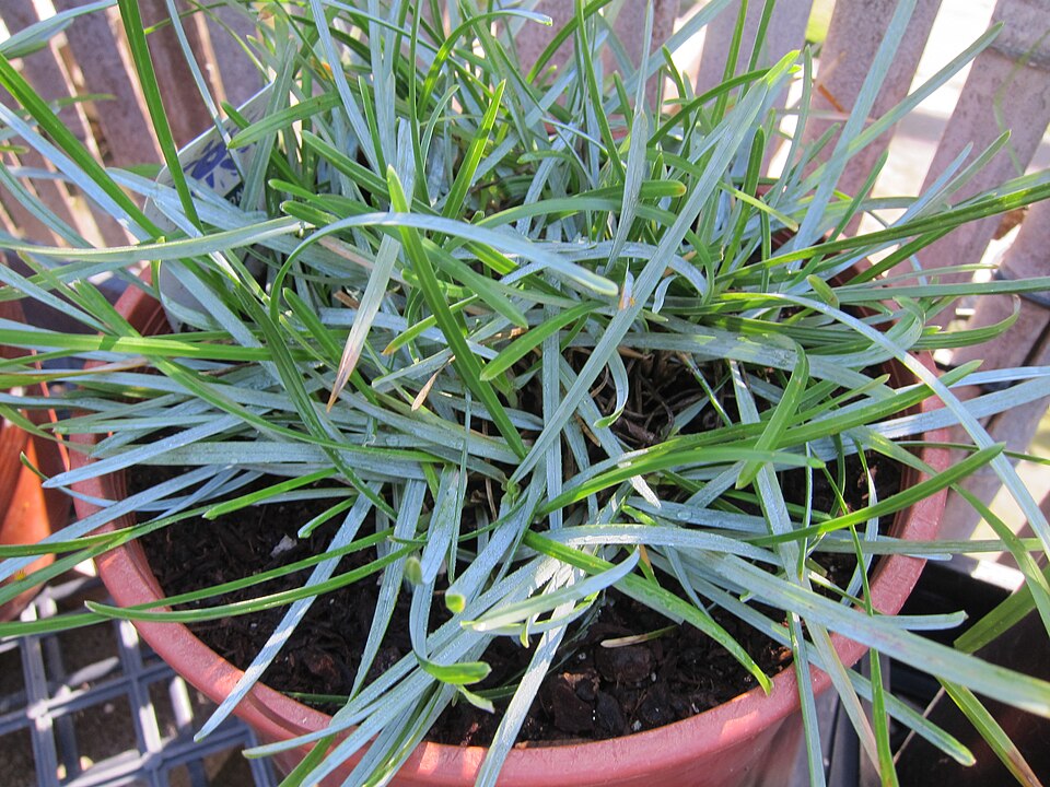 Sesleria modrá