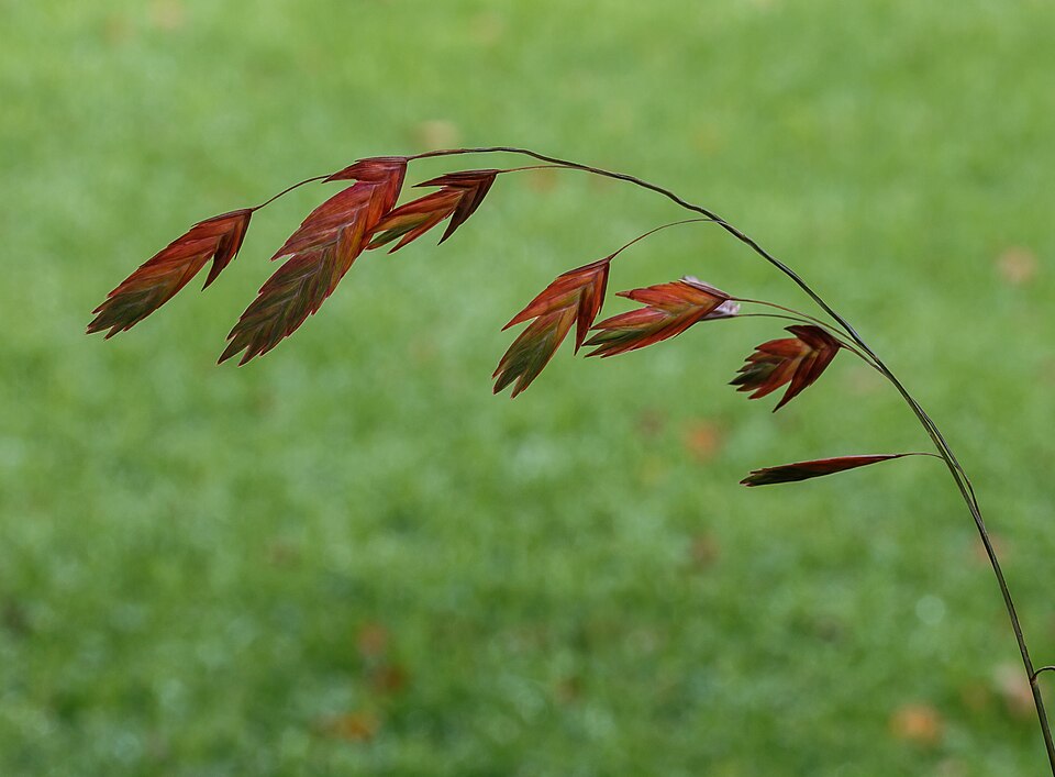 Chasmanthium latnaté