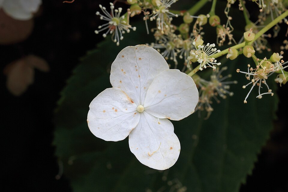 Girlandová hortenzie 'Bridal Bouquet'