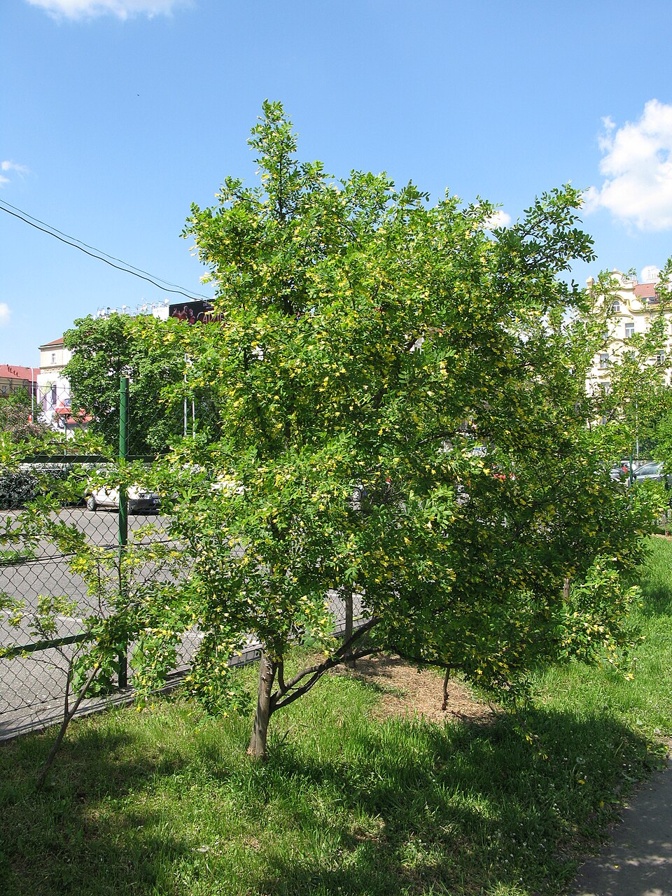 Čilimník 'Lena'
