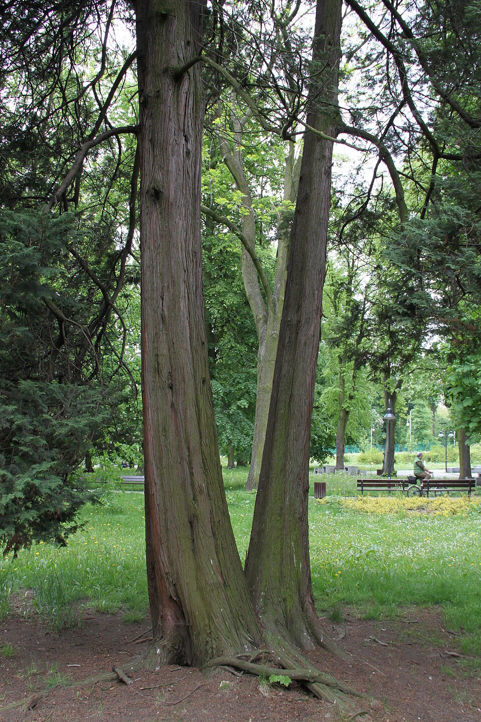 Cypřišek hrachonosný