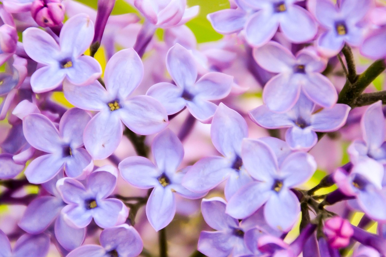 Zakrslý letní šeřík (budleja) 'Little Purple'