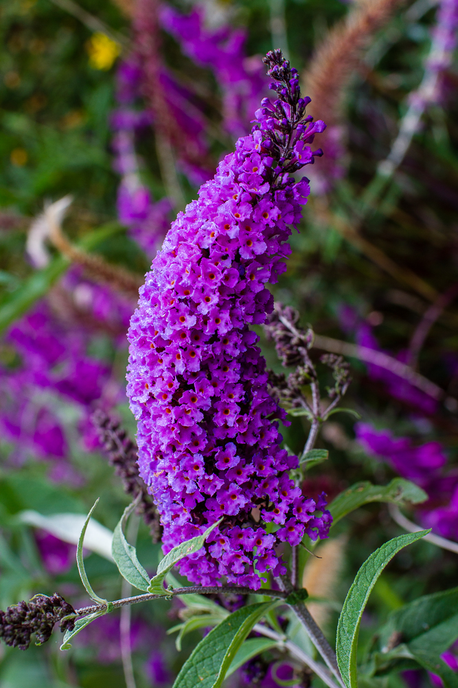 Komule Davidova 'Black Knight'