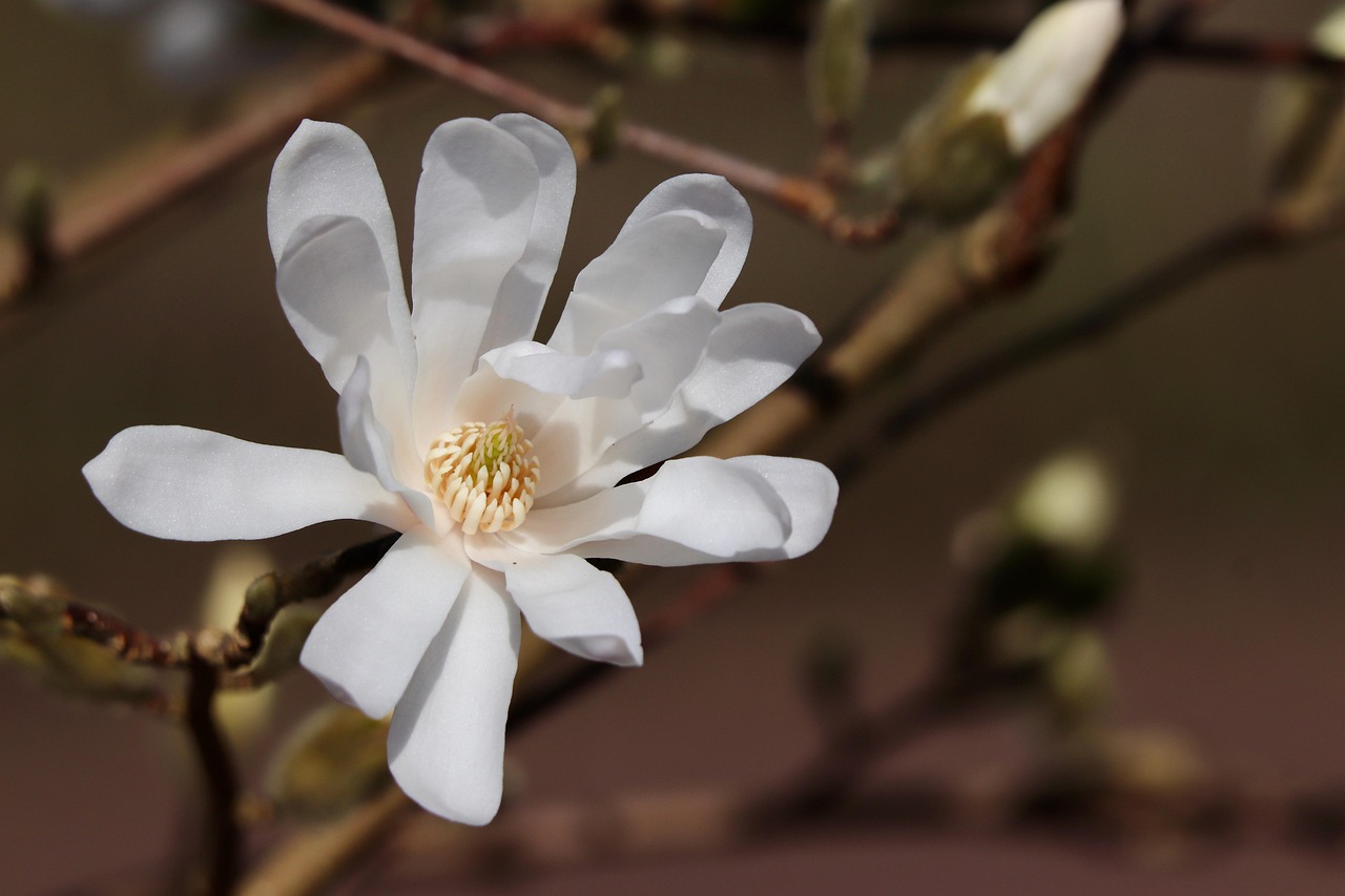Magnólie 'Elizabeth'
