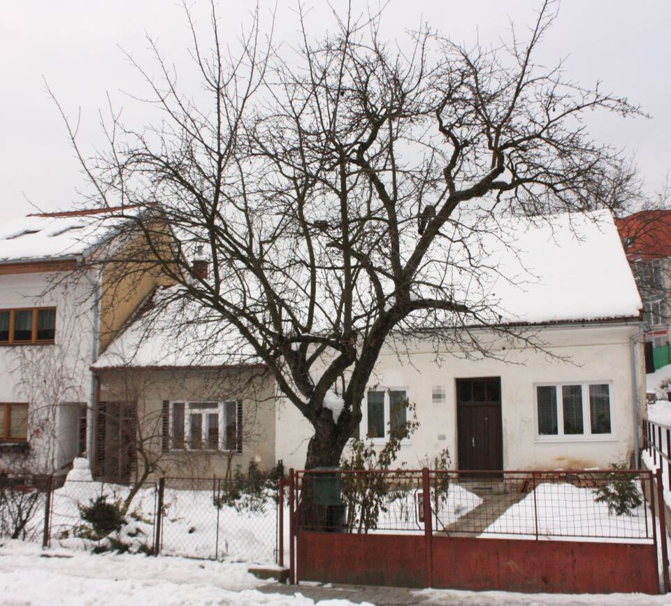 Jabloň 'Heliodor'