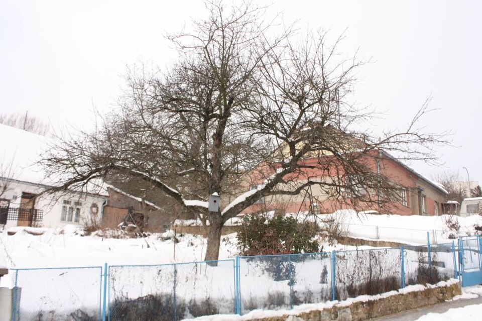 Jabloň 'Melodie'