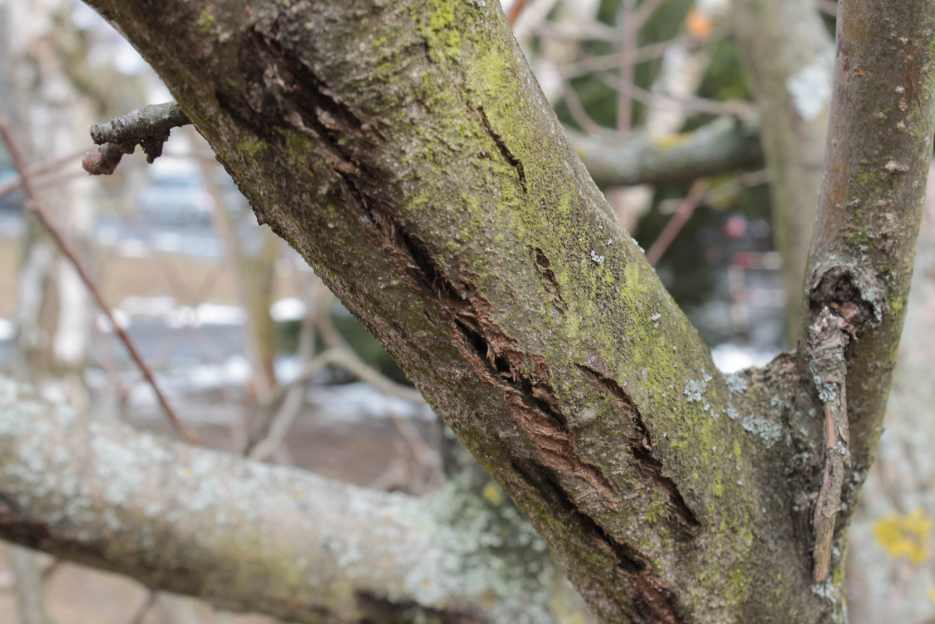 Jabloň sloupovitá 'Cheverny'