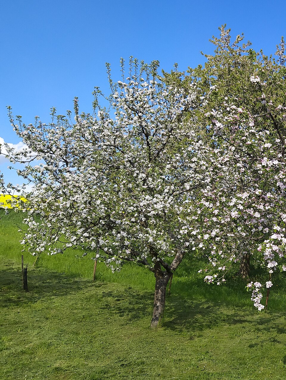 Jabloň sloupovitá 'Chinon'