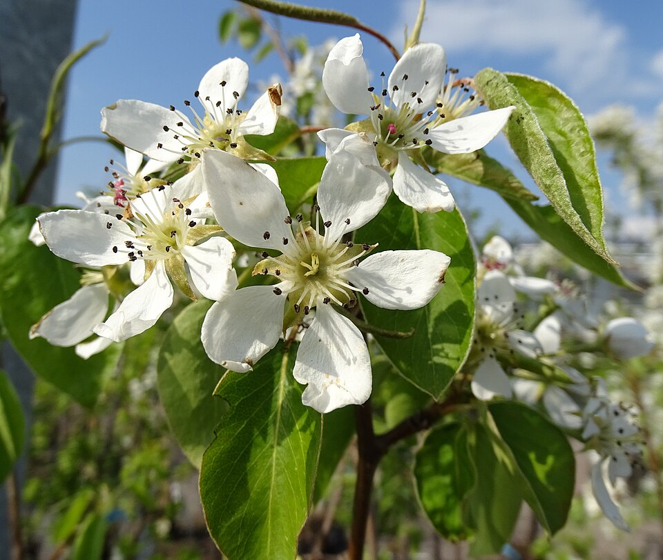 Hrušeň 'Dicolor'