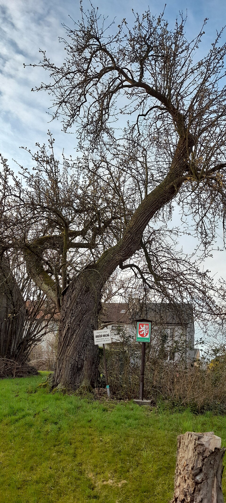 Hrušeň 'Gute Luise'