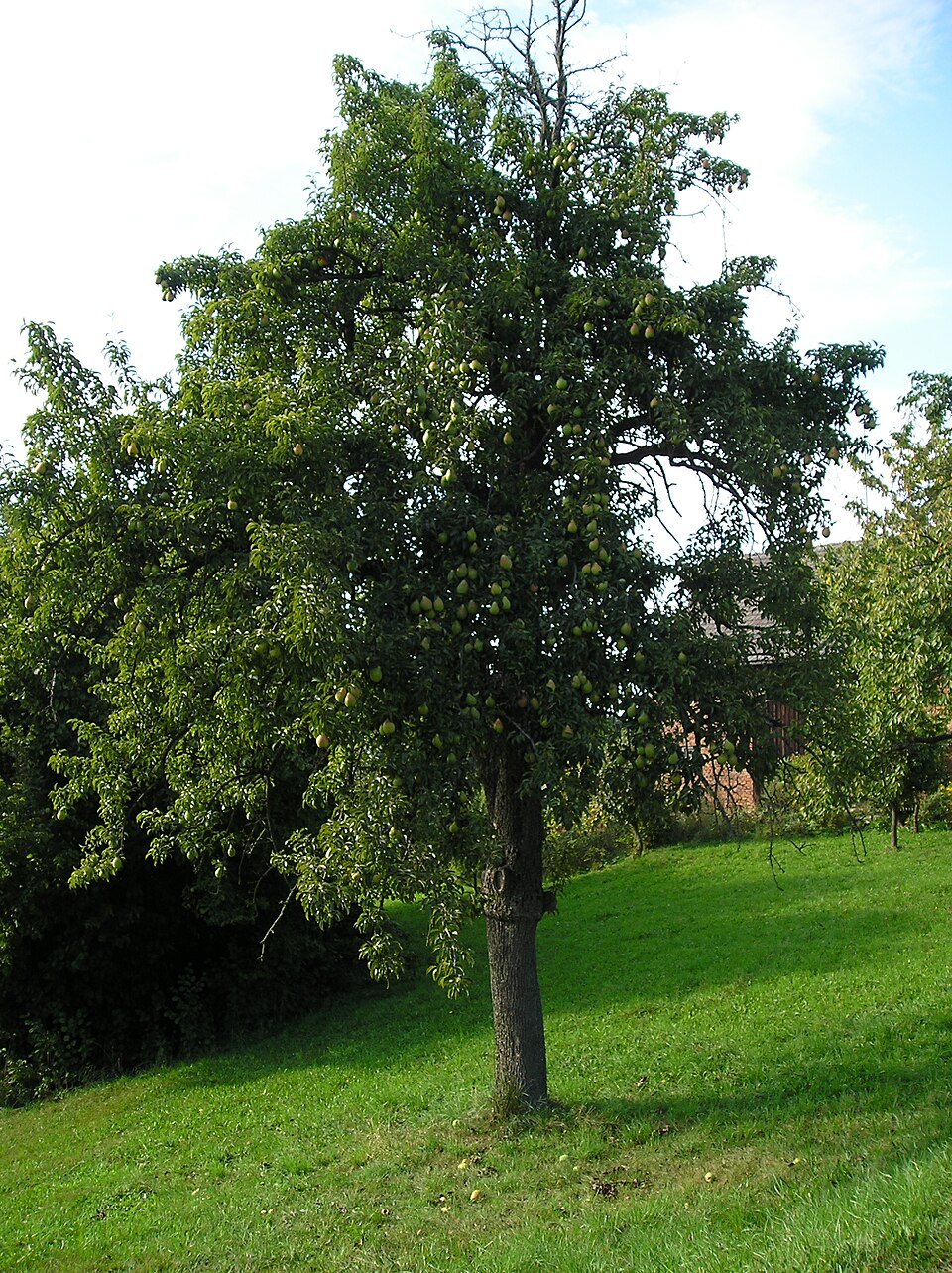 Hrušeň podzimní 'Abate Fetel'