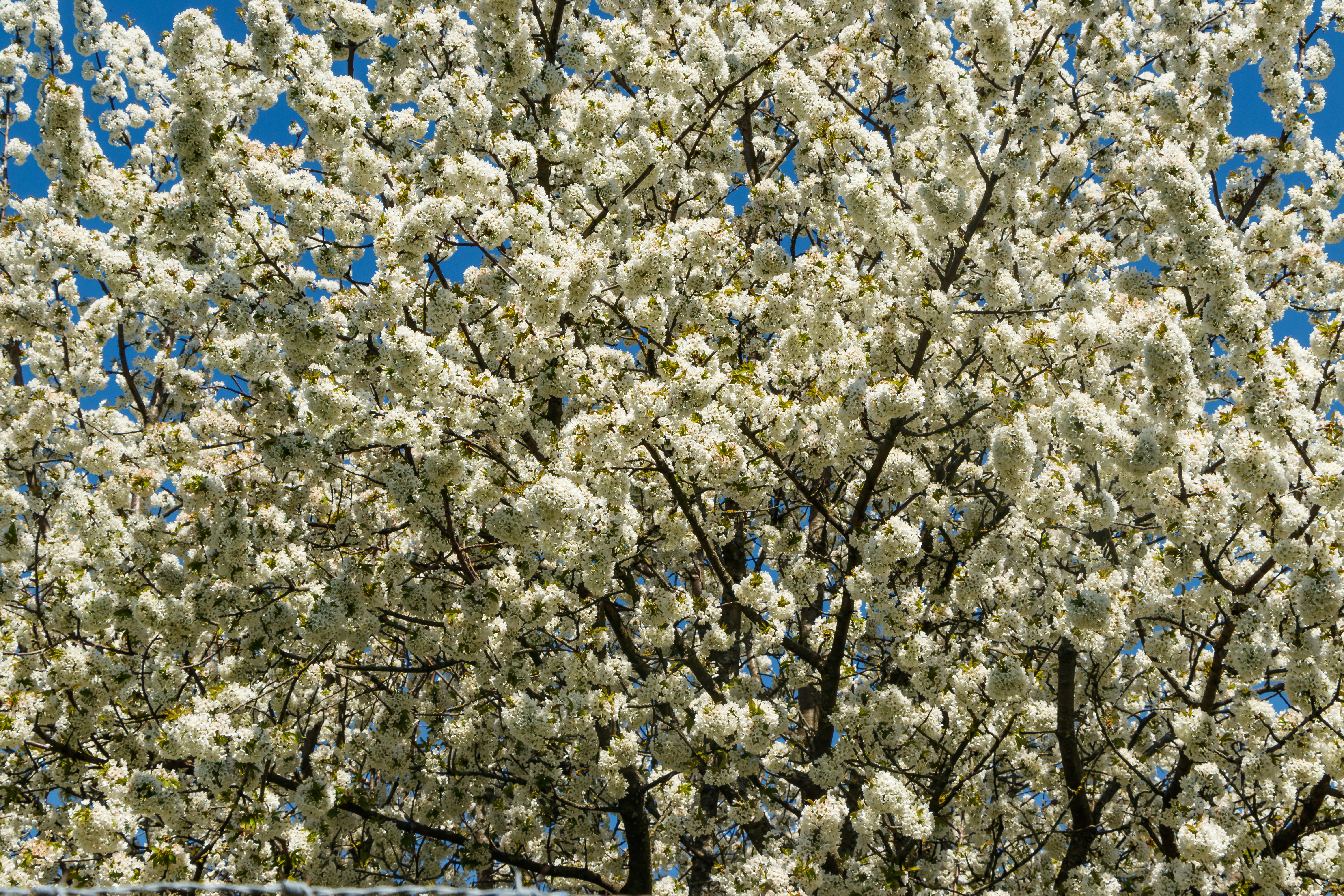 Třešeň 'Sunburst' (srdcovka, polokmen)