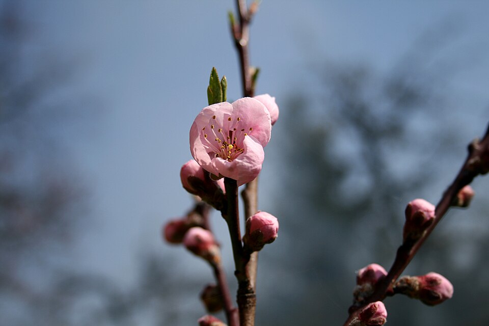 Broskvoň 'Sanguine de Savoie'