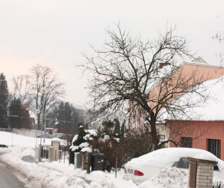 Meruňka 'Piroška'