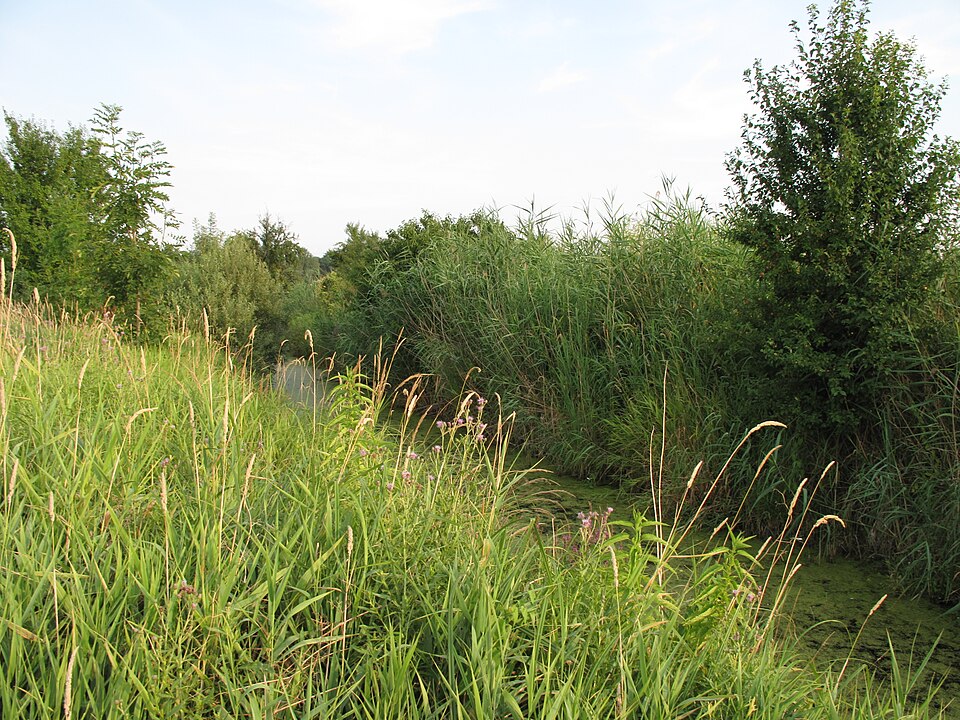 Švestka 'Tais'