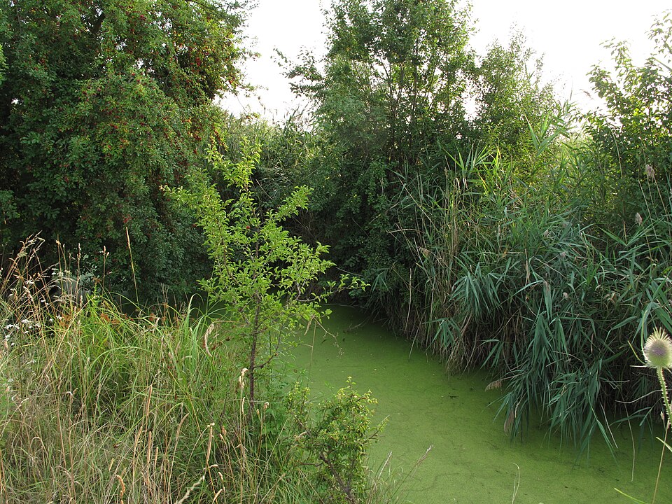 Švestka 'Domácí velkoplodá'