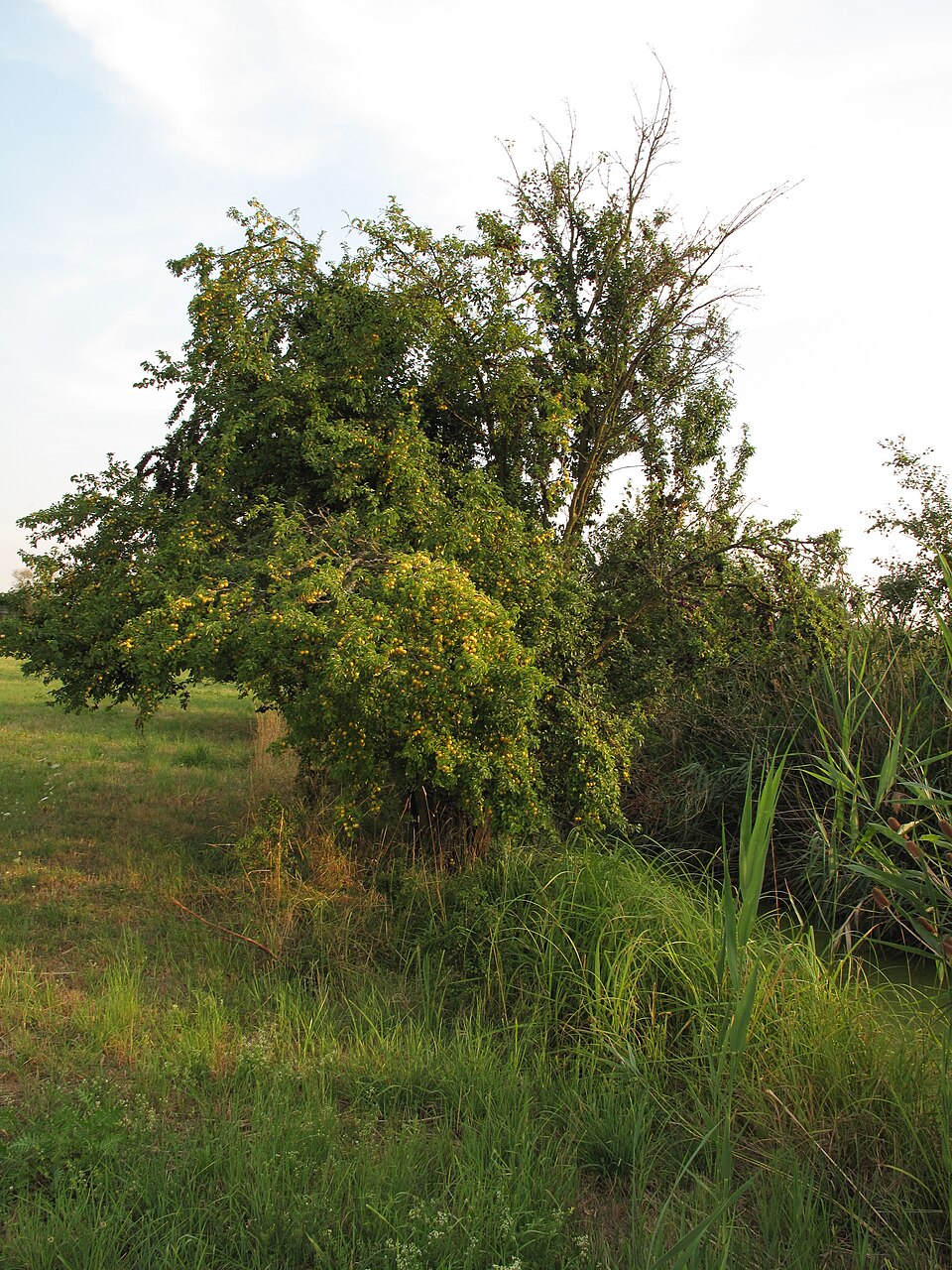 Švestka 'Joganta'