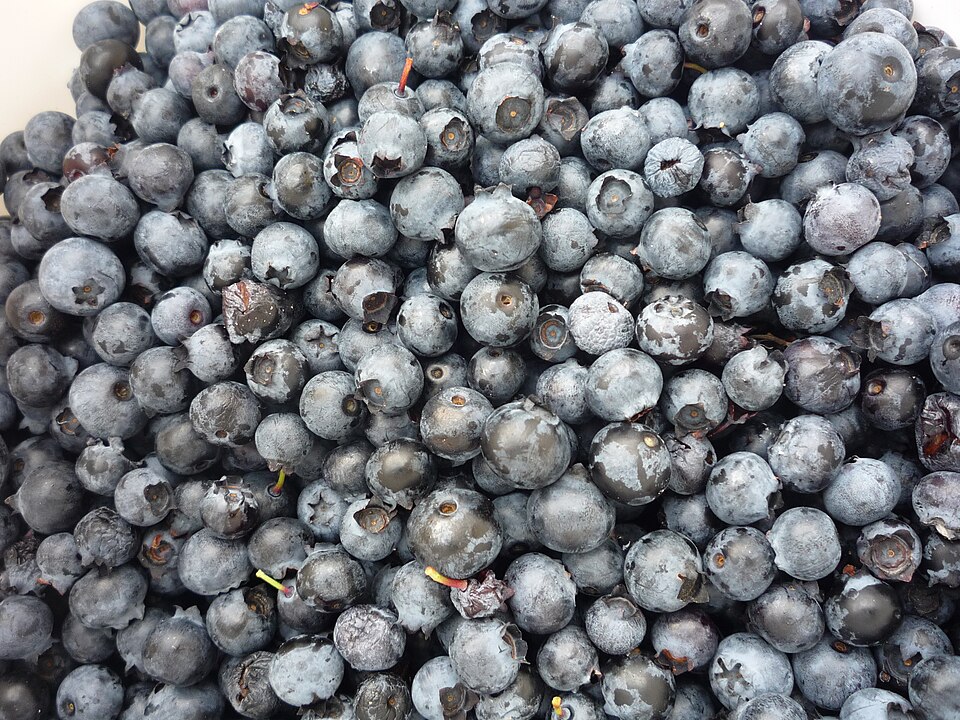 Borůvka 'Early Blue'