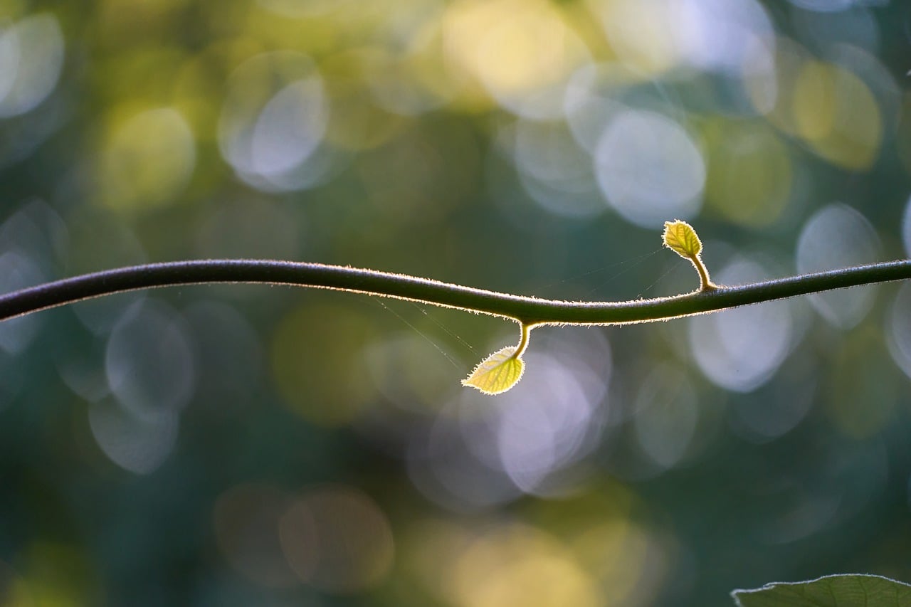 Kiwi 'Solissimo'