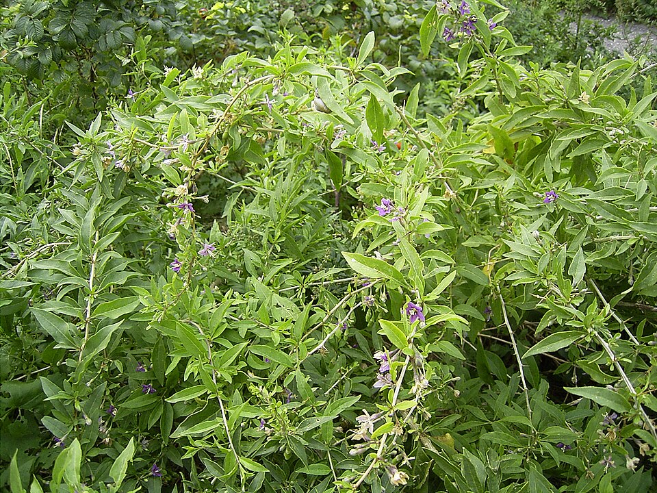 Kustovnice čínská (goji) 'Sweet Lifeberry'