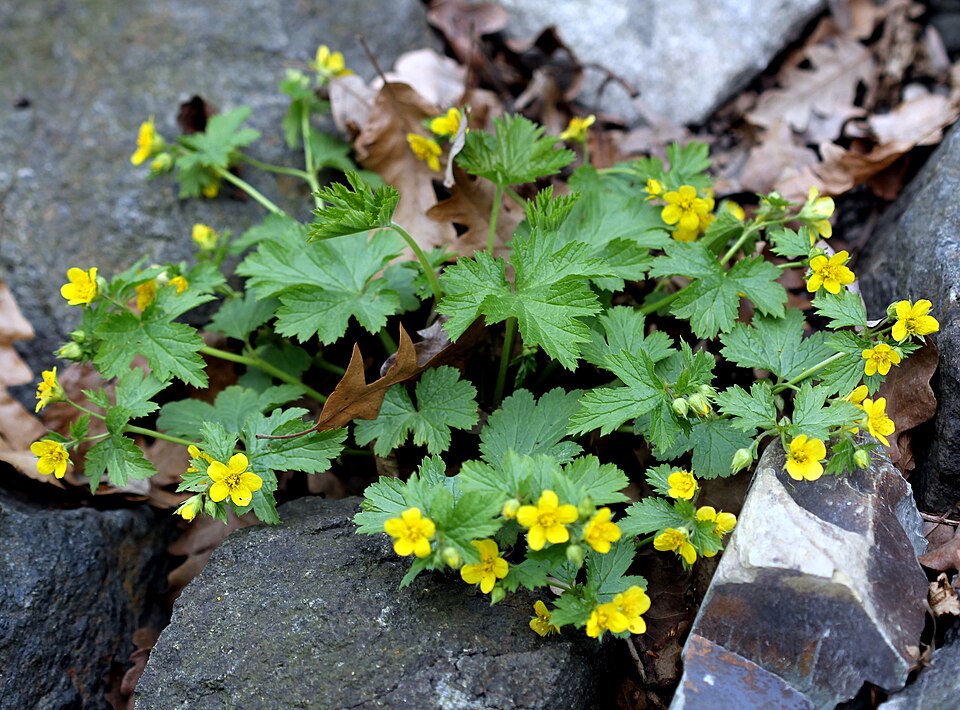 Mochnička zlatá (waldštejnka)