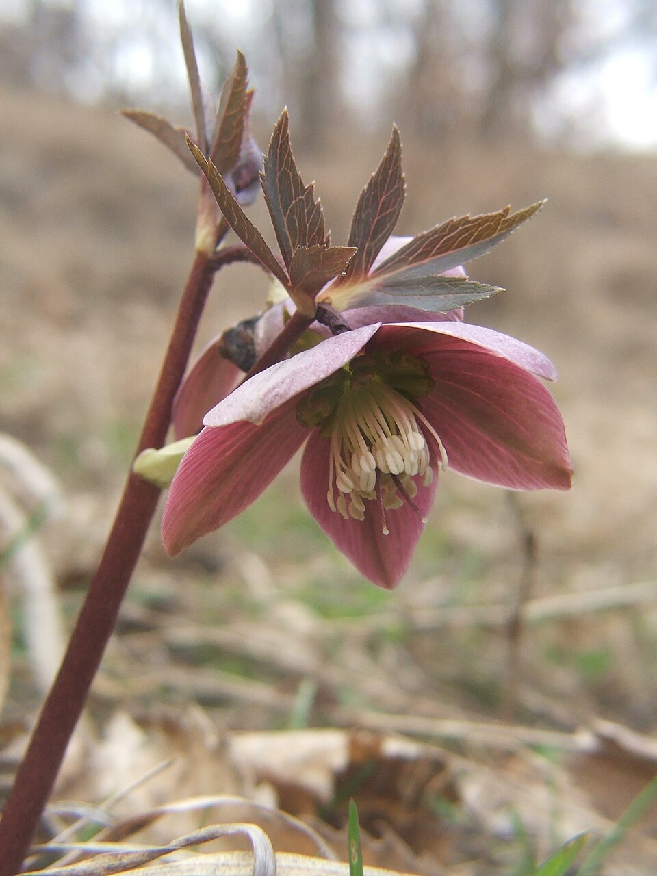 Čemeřice purpurová