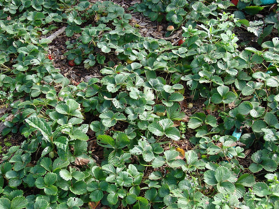 Jahodník zahradní 'Ostara' (stáleplodící)