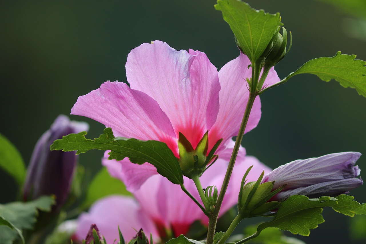 Plnokvětý ibišek 'Pink Chiffon'