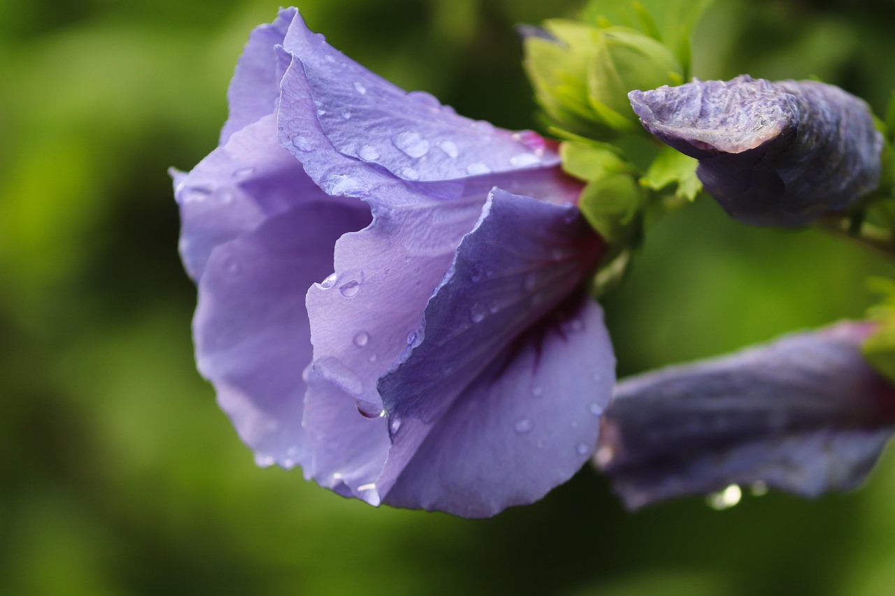 Plnokvětý ibišek 'Purple Chiffon'
