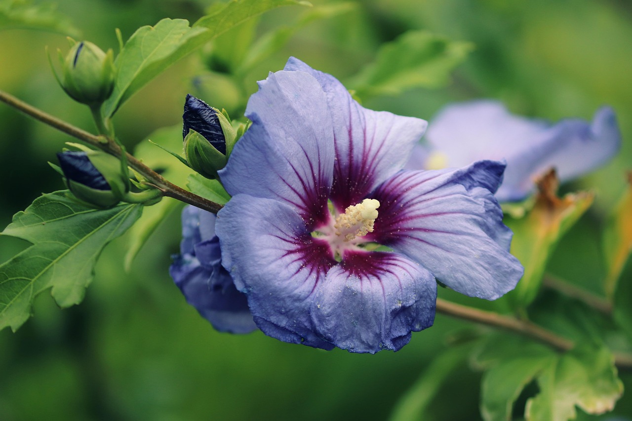 Sloupovitý ibišek 'Purple Pillar'